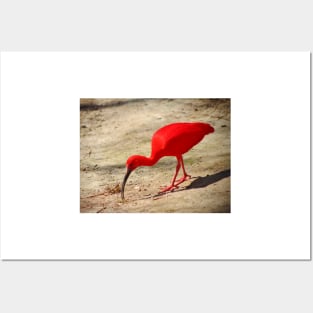 Scarlet Ibis Posters and Art